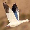 Snow Goose